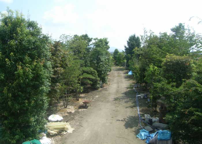 昭和町の植木置き場までお気軽に見に来てください